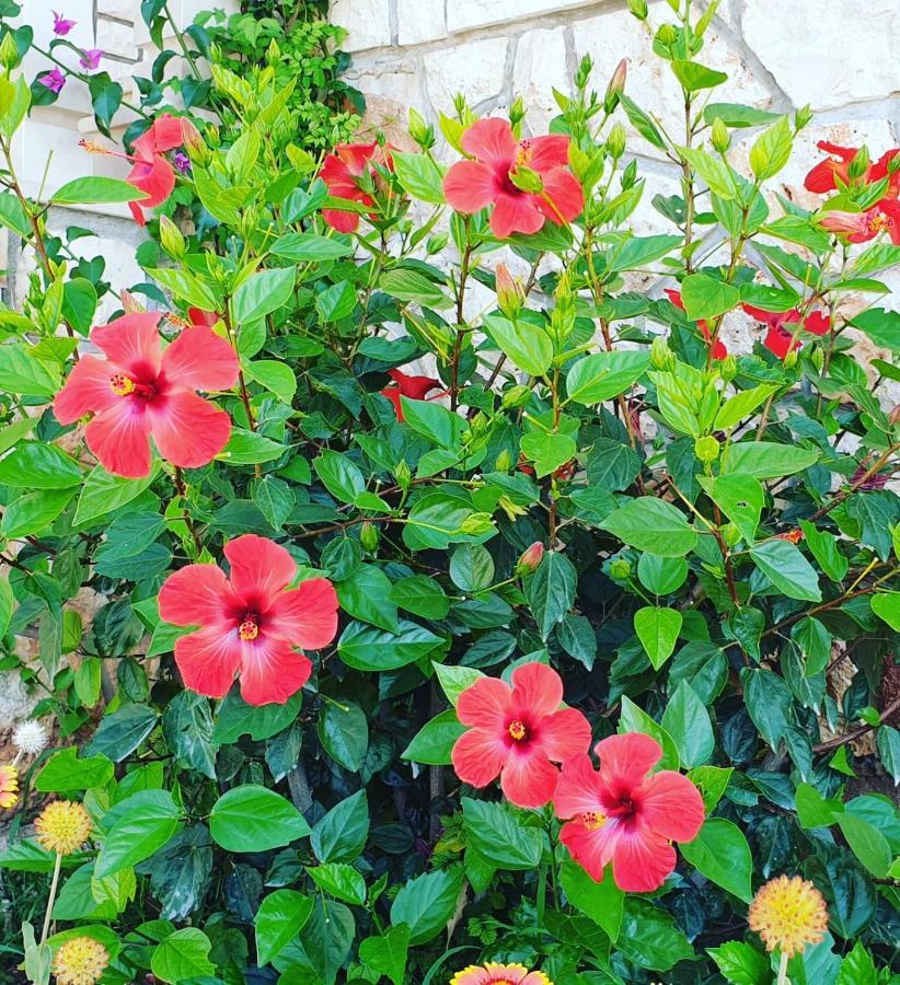 Pansion Braco Bed & Breakfast Zavala Dış mekan fotoğraf